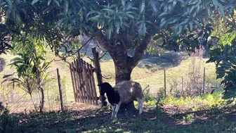 Daily Life in our Permaculture Garden: Sunny Days of Planting an Orchard and Harvesting Fruit #5