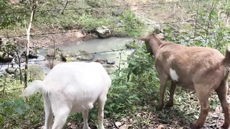 A Magical Day in our Permaculture Food Forest: How Two Goats Changed Everything #3