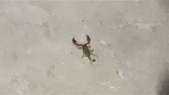 Scorpion aghhh