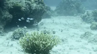 “Call Me Wilde“ Music Video Diving in Phi Phi Islands Thailand #2