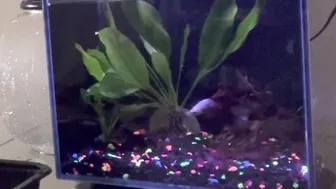 em’s tank change | Betta fish aquarium water change tutorial #2