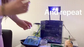 em’s tank change | Betta fish aquarium water change tutorial #6