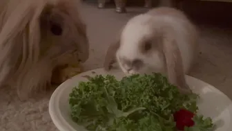 BABY BUNNY MUKBANG ????????