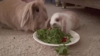 BABY BUNNY MUKBANG ♥️♥️♥️♥️ #2