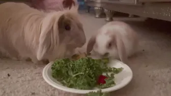 BABY BUNNY MUKBANG ♥️♥️♥️♥️ #4