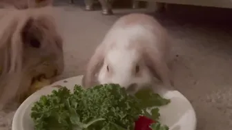 BABY BUNNY MUKBANG ♥️♥️♥️♥️ #5