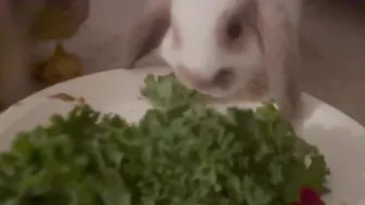 BABY BUNNY MUKBANG ♥️♥️♥️♥️ #7