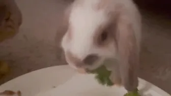 BABY BUNNY MUKBANG ♥️♥️♥️♥️ #8