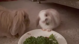 BABY BUNNY MUKBANG ♥️♥️♥️♥️ #9