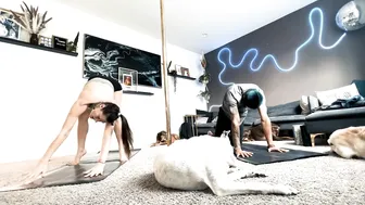 "Cruella" Yoga Flow with @justliketrev and the Dogs #2