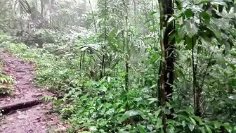 大雨が降ったときに自然を探索する ||大雨が降ったときは、森の真ん中にある隠れた川で泳ぎましょう #3