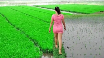 Aktifitas Warga sore hari di Sawah||Rumput Hijau Persawahan