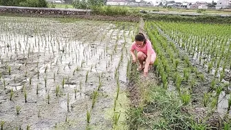 Aktifitas Warga sore hari di Sawah||Rumput Hijau Persawahan #2