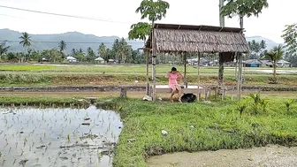 Aktifitas Warga sore hari di Sawah||Rumput Hijau Persawahan #3