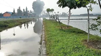 Aktifitas Warga sore hari di Sawah||Rumput Hijau Persawahan #4