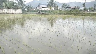 Aktifitas Warga sore hari di Sawah||Rumput Hijau Persawahan #7