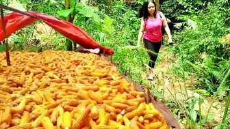 Biji Jagung ku isi Dua||Panen Jagung Di Kebun ku