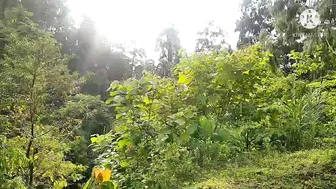 Biji Jagung ku isi Dua||Panen Jagung Di Kebun ku #8