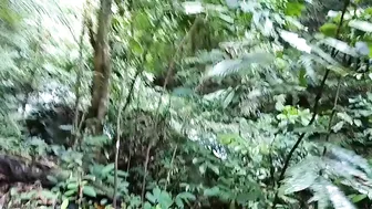 Suasana Tengah Hutan di Pagi Hari Udaranya Sejuk Gemercik Air Sungai Mengalir Sampai Jauh #3