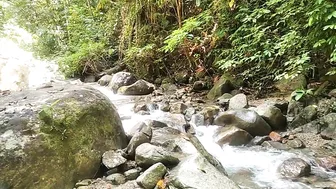 Suasana Tengah Hutan di Pagi Hari Udaranya Sejuk Gemercik Air Sungai Mengalir Sampai Jauh #4