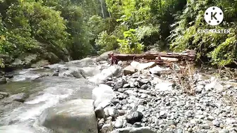 Air terjun Tersembunyi di Tengah Hutan Relaksasi pemandangan Alam Nan Sejuk #5