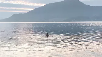 Norway ♥️♥️♥️♥️ swimming in the fjord. Моржевание, закаливание #5