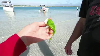 Show Me Your Palm Frond ♥️♥️ Amazing Tropical Florida Island Beach #5