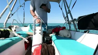 Rare 'Fish' in Beach Surf in Florida - Shell island ♥️♥️ #10