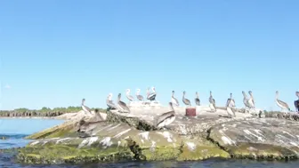 Rare 'Fish' in Beach Surf in Florida - Shell island ♥️♥️ #2