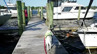 Dragged behind a Sailboat - Florida ♥️♥️⛵️ #5