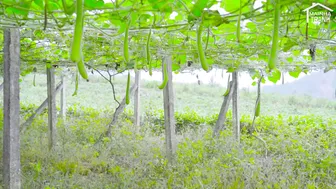 FULL 300 DAYS Harvesting Sweet Eggplant-Corn-Cucumber-Gourd Garden go market sell - Mai Nha Tranh #10