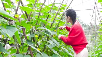 FULL 300 DAYS Harvesting Sweet Eggplant-Corn-Cucumber-Gourd Garden go market sell - Mai Nha Tranh #2