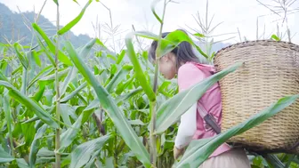 FULL 300 DAYS Harvesting Sweet Eggplant-Corn-Cucumber-Gourd Garden go market sell - Mai Nha Tranh #7