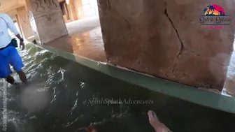 Shark Attack and Storm Water Slides at Aquaventure Water Park in Dubai #7