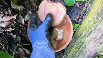 EATING FOREST MUSHROOMS - Catching and Cooking (ASMR) #9