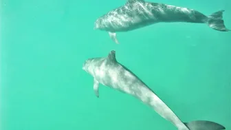 Greeted by the Miami Dolphins on our Sailboat ⛵️ #10