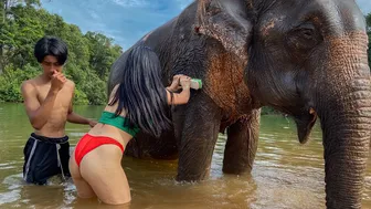 Elephants Bathing in Thailand