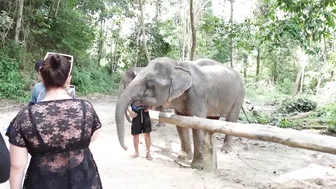 Elephants Bathing in Thailand #4