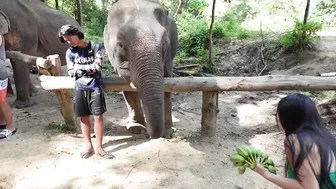 Elephants Bathing in Thailand #6