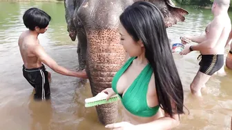 Elephants Bathing in Thailand #8