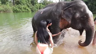 Elephants Bathing in Thailand #9