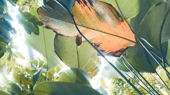 Yoga Flow in the Jungle at KusFarm Bali Retreat to Cha Wilde Music "Long Road Home" #9