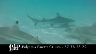 Polynesia Private Cruises #1