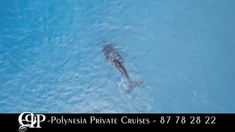 Polynesia Private Cruises #7