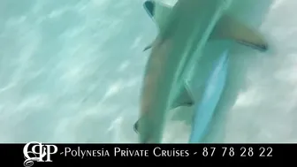 Polynesia Private Cruises #8