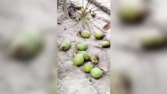 Coconut Pani kon kon lega #vlogginglifestyle #minivlog #villagelifestyle #8